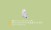 【GIFアニメ】めっっっっちゃ可愛いサバンナシマシマオオナメクジ