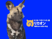 アンニュイリカオンちゃん