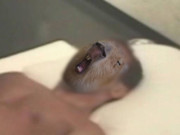 イキ顔に見えるカピバラ先輩使用例