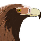 Wedge-tailed eagle