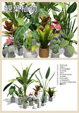 観葉植物セット