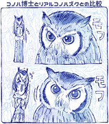 自分の描く手乗りコノハ博士とリアルコノハズクの比較
