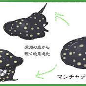 淡水エイ ニコニコ静画 イラスト