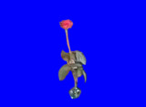 日本じゃなかなか手に入らない薔薇&花瓶BB