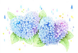 ハートの紫陽花【色鉛筆画】