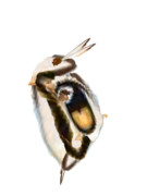 ミジンコサーバルちゃん