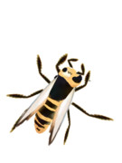 スズメバチサーバル