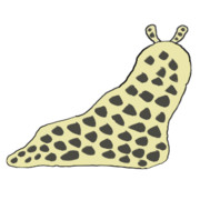 アミメオオナメクジ