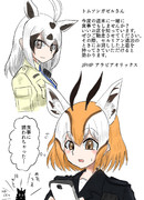 アラビアオリックスからメールを貰うトムソンガゼル