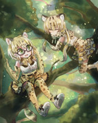 マーゲイ オセロット