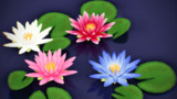 睡蓮【アクセサリ配布】