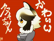 タ ヌ キ ち ゃ ん か わ い い