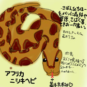 どうぶつ図鑑~アフリカニシキヘビ~