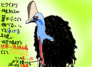 どうぶつ図鑑~ヒクイドリ~