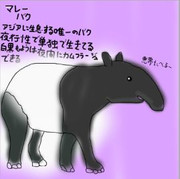 どうぶつ図鑑~マレーバク~