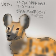 どうぶつ図鑑~リカオン~