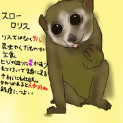 どうぶつ図鑑~スローロリス~