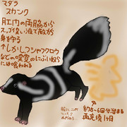どうぶつ図鑑~マダラスカンク~