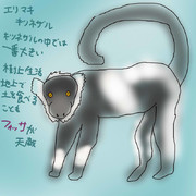 どうぶつ図鑑~エリマキキツネザル~