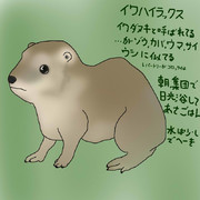 どうぶつ図鑑~イワハイラックス~