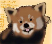 どうぶつ図鑑~レッサーパンダ~
