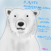 どうぶつ図鑑~ホッキョクグマ~