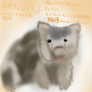 どうぶつ図鑑~ヒメウォンバット~