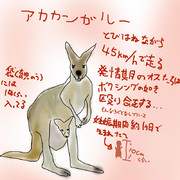 どうぶつ図鑑~アカカンガルー~