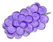 ブドウ