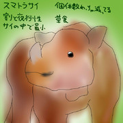 どうぶつ図鑑~スマトラサイ~