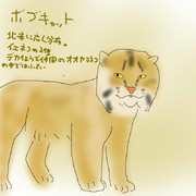 どうぶつ図鑑~ボブキャット~