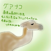 どうぶつ図鑑~グアナコ~