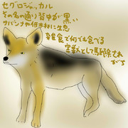 どうぶつ図鑑~セグロジャッカル~