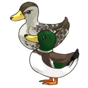 鴨 ニコニコ静画 イラスト