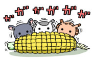モロコシをむさぼる三匹
