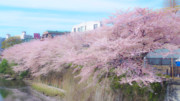 零れ桜(リメイク)