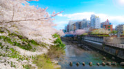 出会いと別れの季節(桜差分)