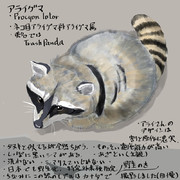 どうぶつ図鑑　アライグマ