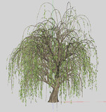 【MMD】巨大な柳の木【PMX配布】
