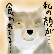 どうぶつ図鑑~チベットスナギツネ~