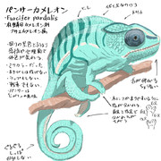 セルフどうぶつ図鑑２　パンサーカメレオン