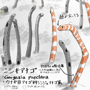 セルフどうぶつ図鑑2　ニシキアナゴ