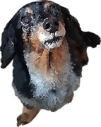 富樫正敬の彼女!アッシュ