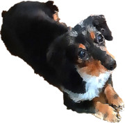 フセが出来るアッシュ号