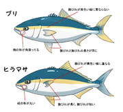 ブリ ニコニコ静画 イラスト