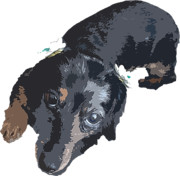 リボンの番犬!アッシュ