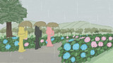 あじさいが咲いている公園 - hydrangea