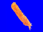 エビフライ先輩bb