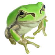 アマガエル ニコニコ静画 イラスト