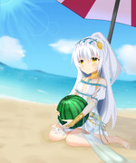 シロタエギクinさまー